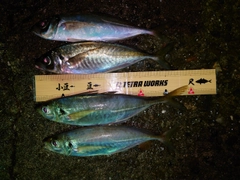 アジの釣果