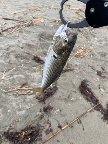 コノシロの釣果