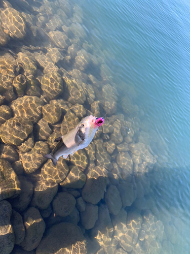 ウグイの釣果