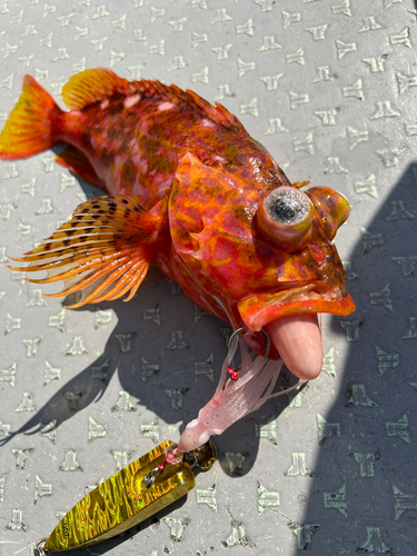 ウッカリカサゴの釣果