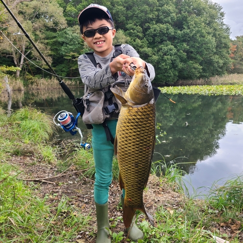 コイの釣果