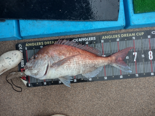 マダイの釣果