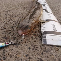 エソの釣果