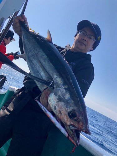 ビンチョウマグロの釣果