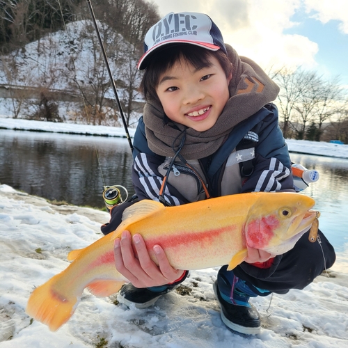 アルビノニジマスの釣果