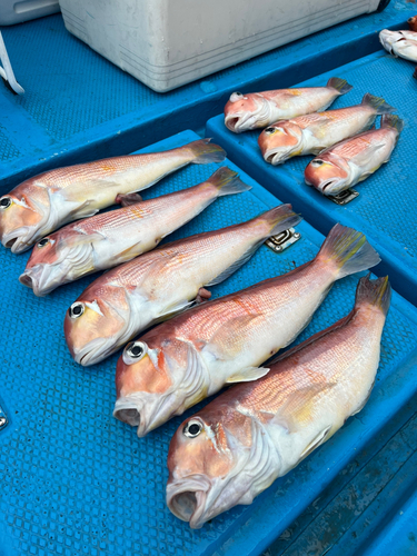 アマダイの釣果