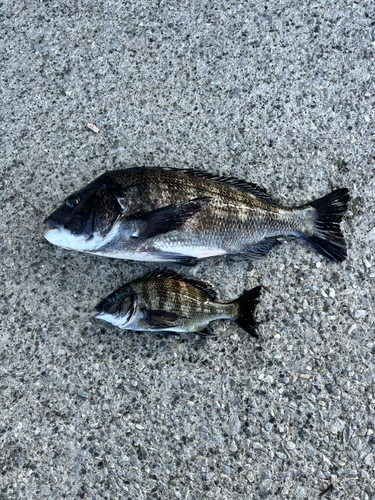 クロダイの釣果