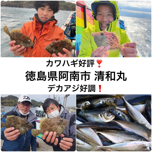 カワハギの釣果