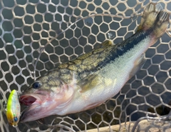 ブラックバスの釣果