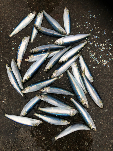 イワシの釣果