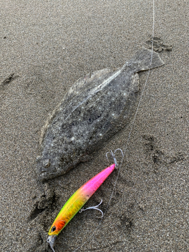 ヒラメの釣果