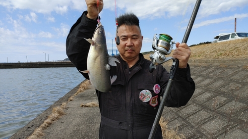 アメリカナマズの釣果