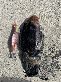 コウイカの釣果