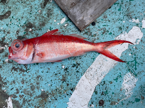 ハマダイの釣果