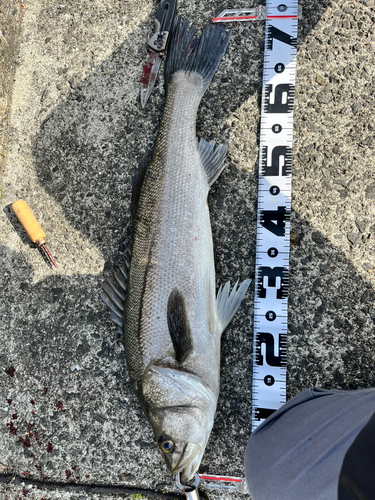 タイリクスズキの釣果