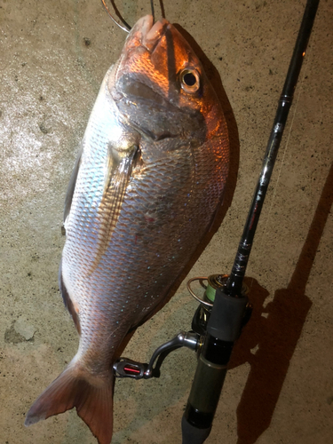 マダイの釣果