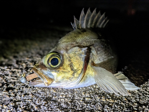 メバルの釣果