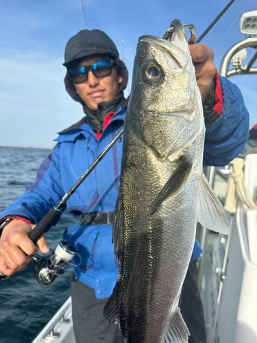 スズキの釣果