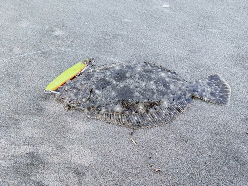 ソゲの釣果