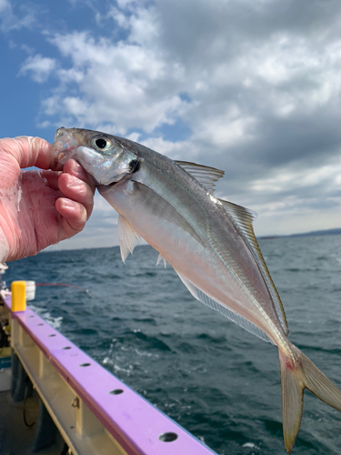 マアジの釣果