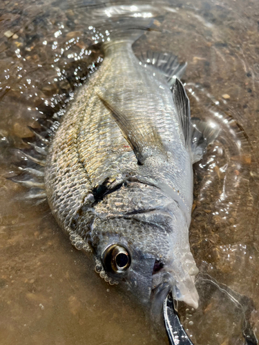 ミナミクロダイの釣果