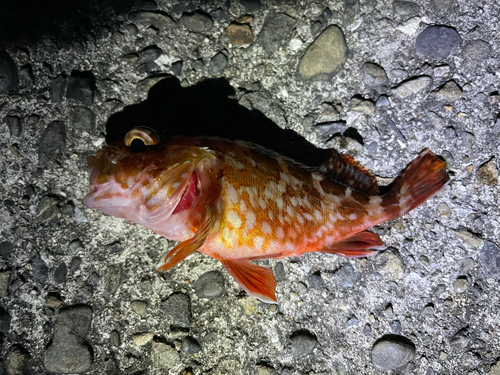 カサゴの釣果