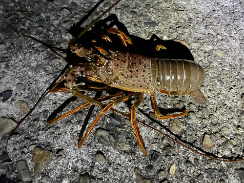 イセエビの釣果