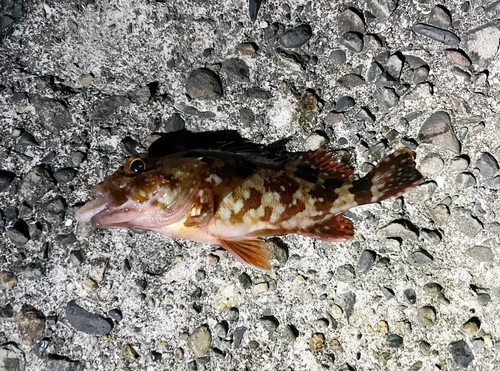 カサゴの釣果