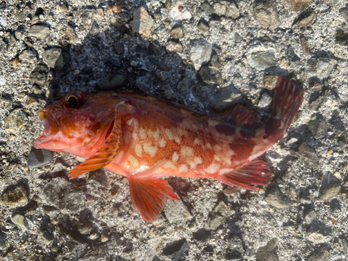 カサゴの釣果