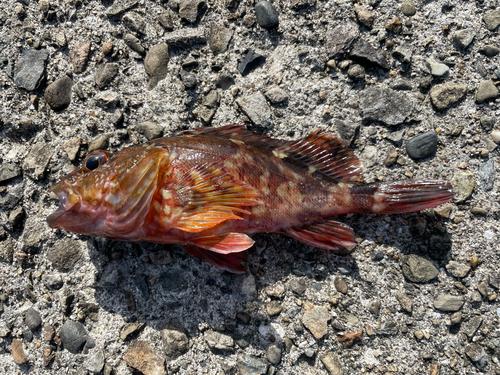 カサゴの釣果