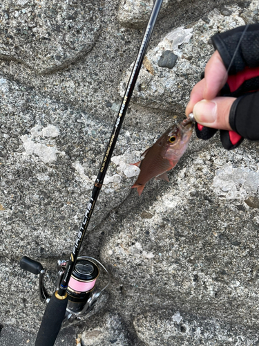 ネンブツダイの釣果