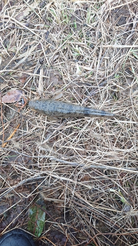 コチの釣果