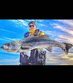 マルスズキの釣果