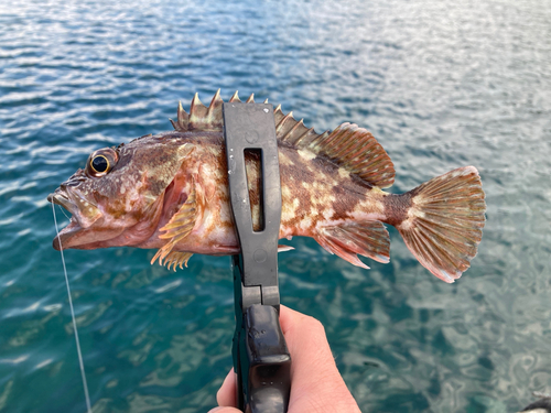 ガシラの釣果