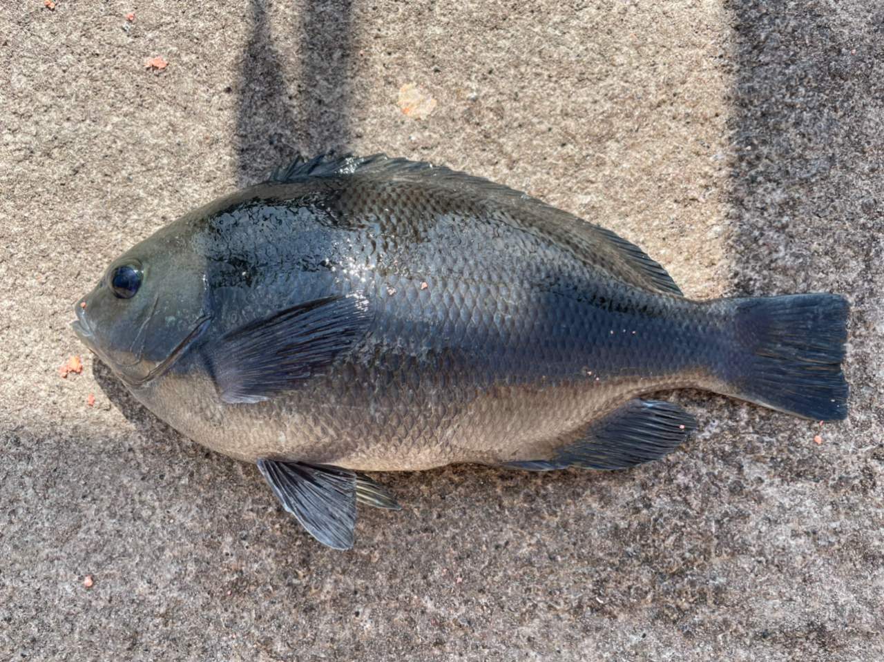 クチブトグレ