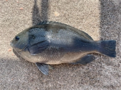 クチブトグレの釣果