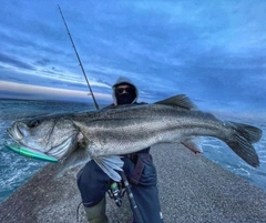 マルスズキの釣果