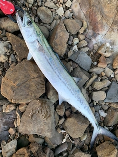 サゴシの釣果