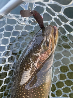 トラウトの釣果