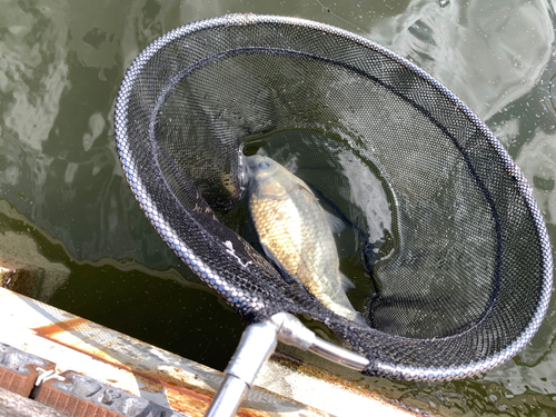 ヘラブナの釣果