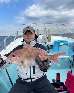 マダイの釣果