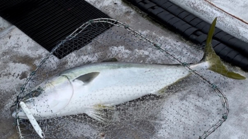 ワラサの釣果