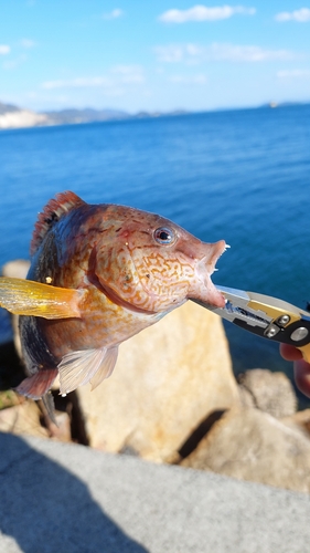 ホシササノハベラの釣果