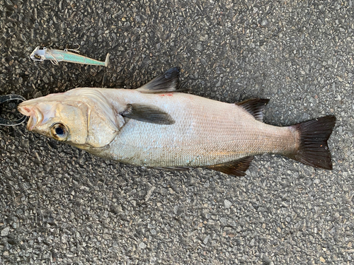 ヒラスズキの釣果