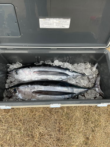 ビンチョウマグロの釣果