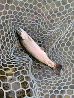 ニジマスの釣果