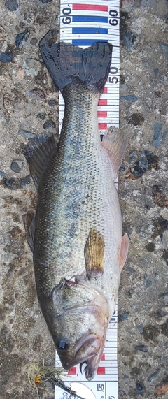 ブラックバスの釣果