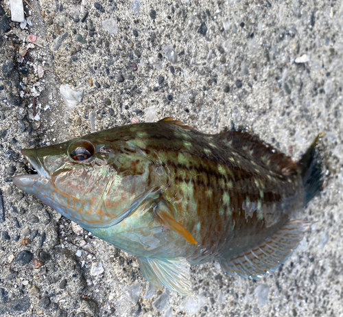 ホシササノハベラの釣果