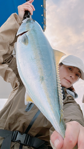 ヤズの釣果