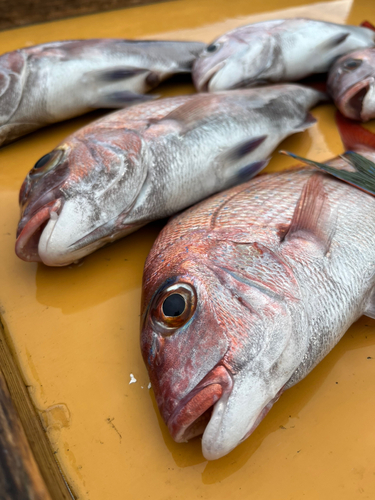 コウイカの釣果